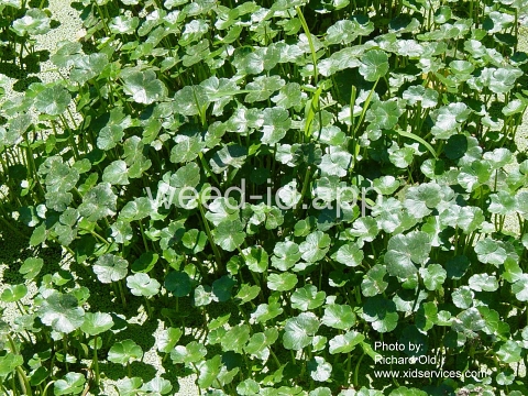 pennywort, floating